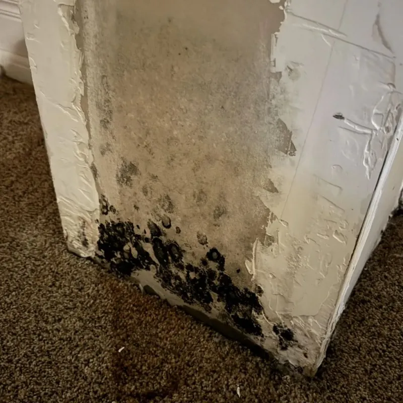 Professional Mold Removal in Madison, IL